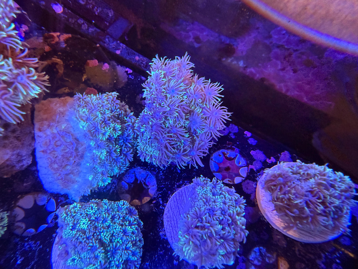 Indo Silver Goniopora LG Frag