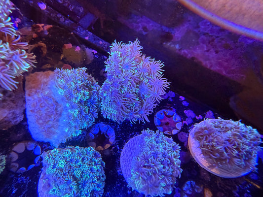 Indo Silver Goniopora LG Frag