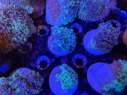 Indo Silver Goniopora MD Frag