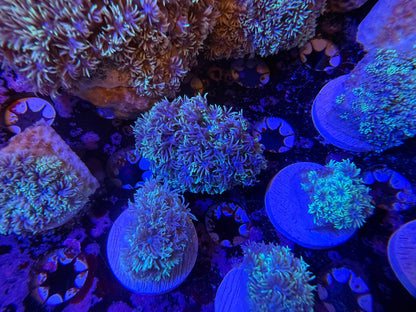 Indo Silver Goniopora LG Frag