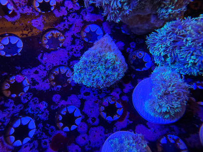 Indo Silver Goniopora MD Frag