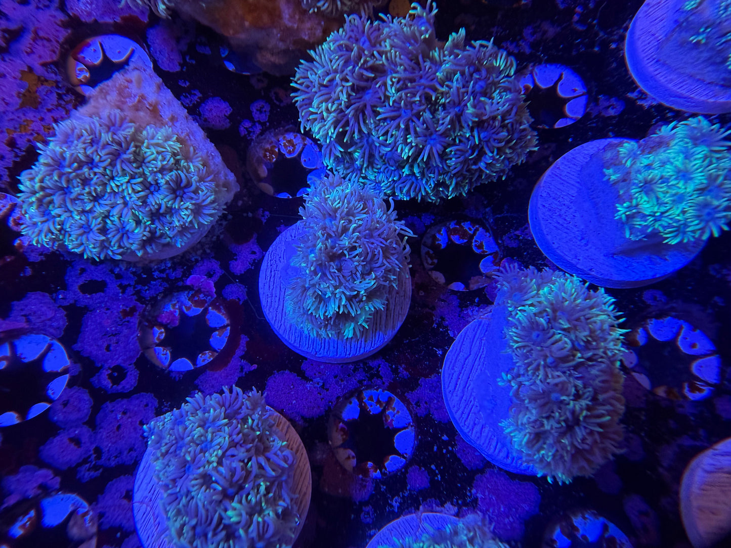 Indo Silver Goniopora MD Frag