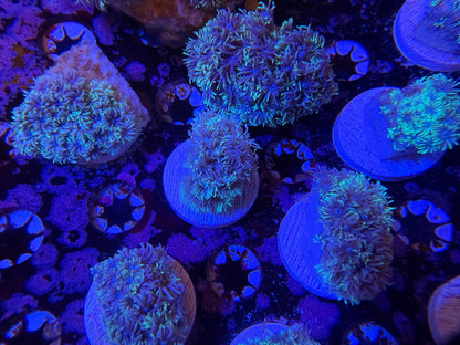 Indo Silver Goniopora MD Frag