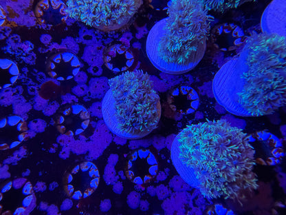 Indo Silver Goniopora MD Frag