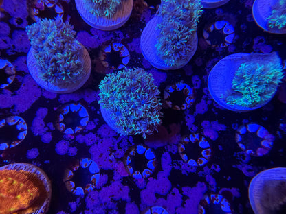 Indo Silver Goniopora MD Frag