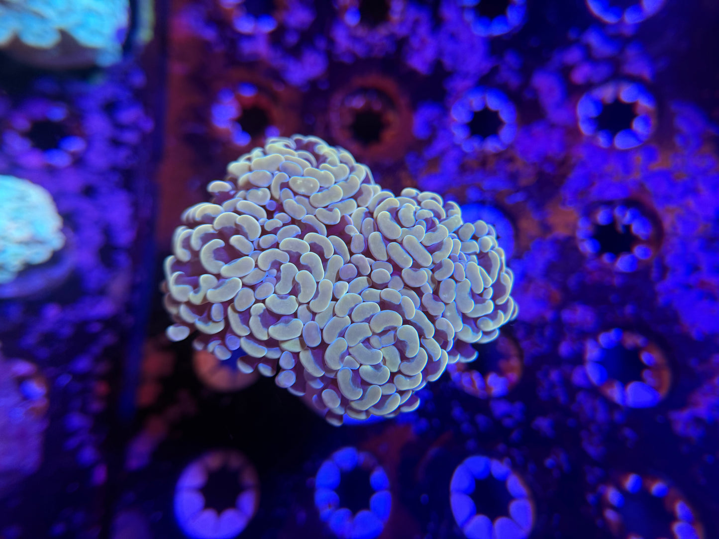WYSIWYG Aquacultured Gold Hammer #2563