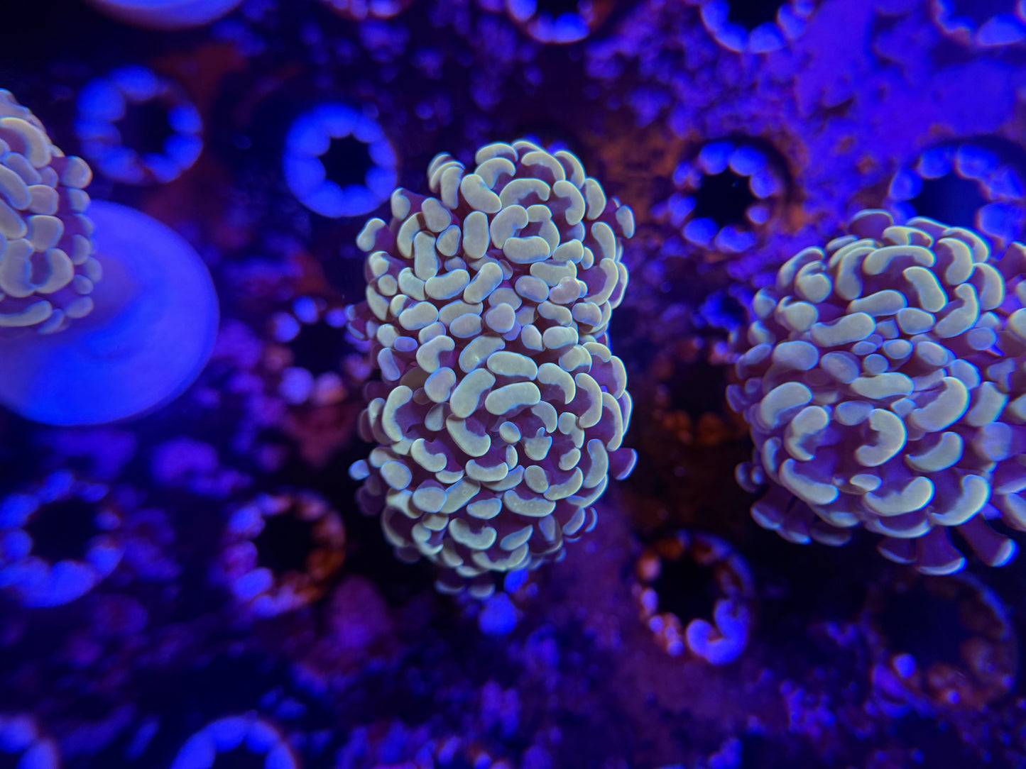 WYSIWYG Aquacultured Gold Hammer #2565