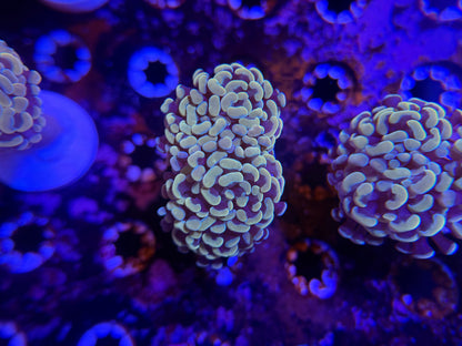 WYSIWYG Aquacultured Gold Hammer #2565