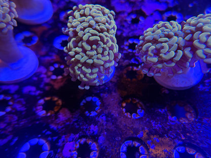 WYSIWYG Aquacultured Gold Hammer #2565