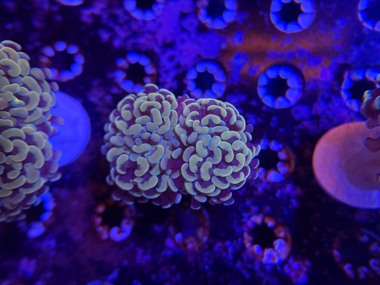 WYSIWYG Aquacultured Gold Hammer #2567