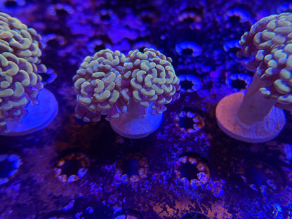 WYSIWYG Aquacultured Gold Hammer #2567