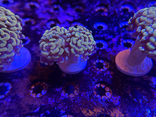 WYSIWYG Aquacultured Gold Hammer #2567