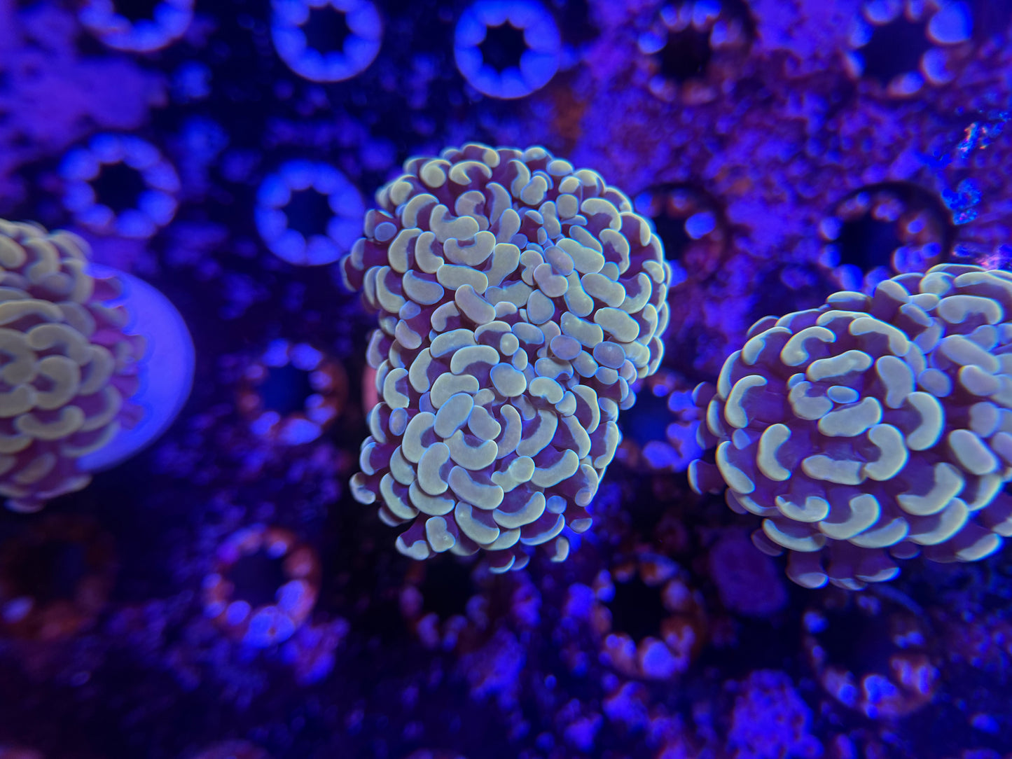 WYSIWYG Aquacultured Gold Hammer #2569