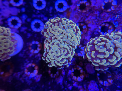 WYSIWYG Aquacultured Gold Hammer #2569
