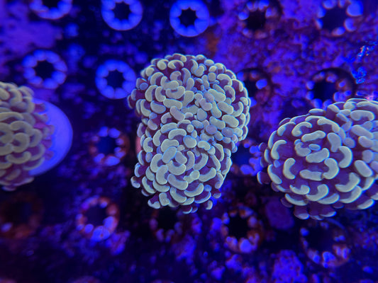 WYSIWYG Aquacultured Gold Hammer #2569