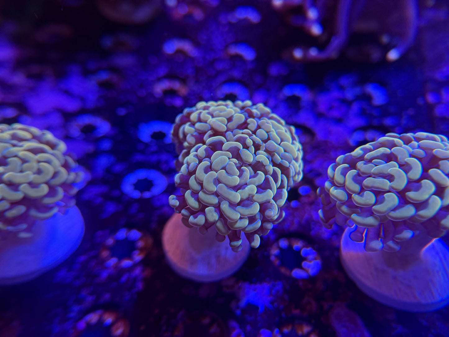 WYSIWYG Aquacultured Gold Hammer #2569
