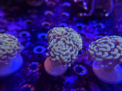 WYSIWYG Aquacultured Gold Hammer #2569