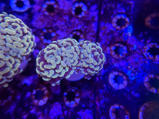WYSIWYG Aquacultured Gold Hammer #2571