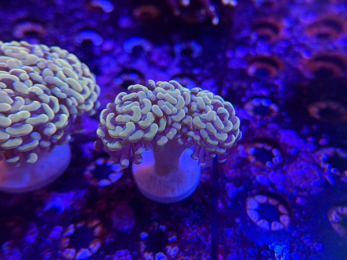 WYSIWYG Aquacultured Gold Hammer #2571
