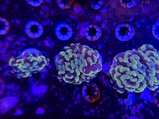 WYSIWYG Aquacultured Gold Hammer #2574