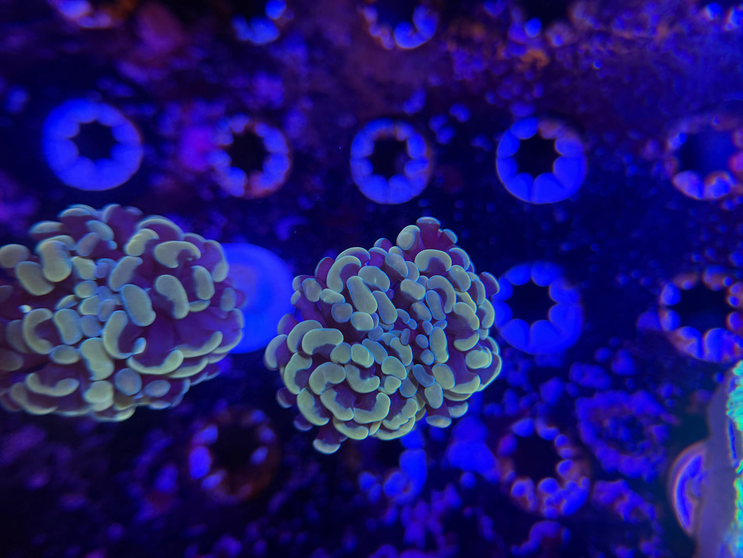 WYSIWYG Aquacultured Gold Hammer #2575