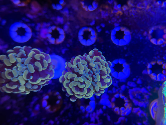 WYSIWYG Aquacultured Gold Hammer #2575