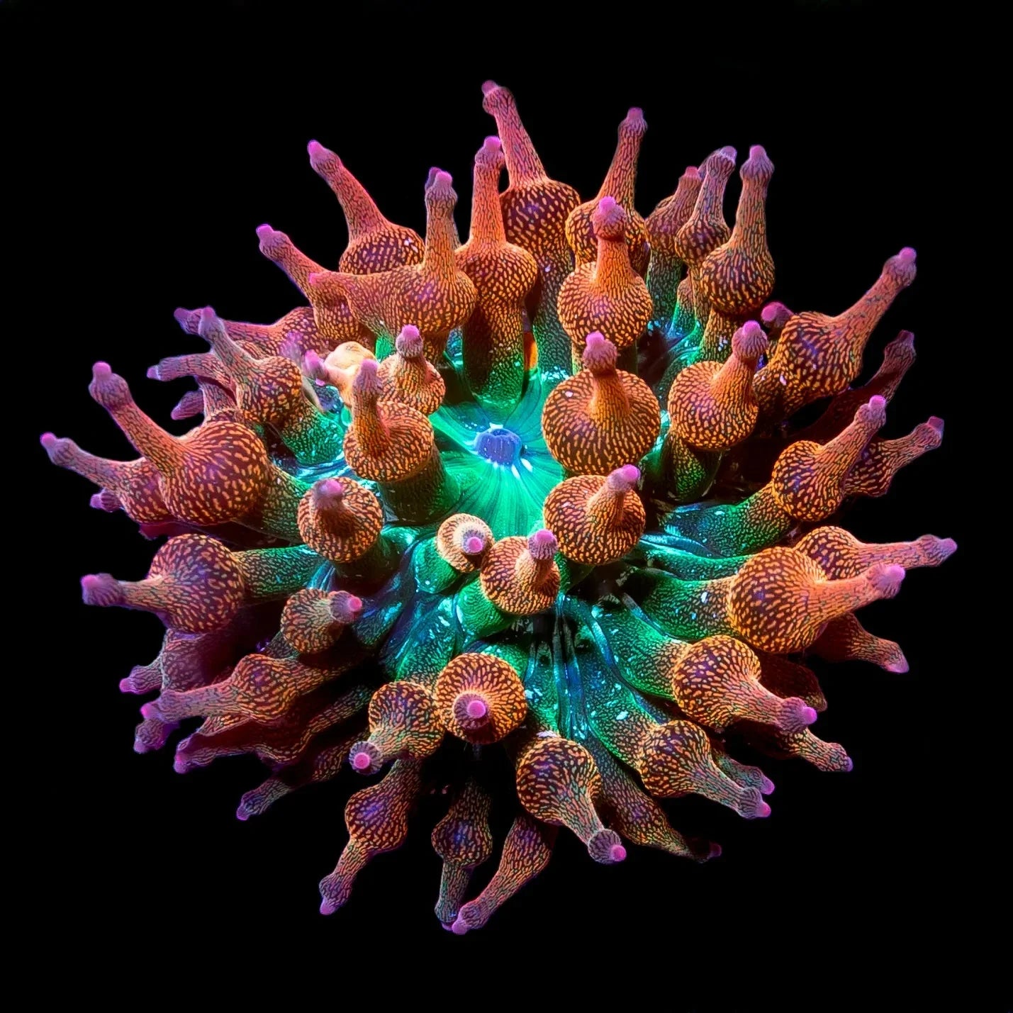 Rainbow Anemone