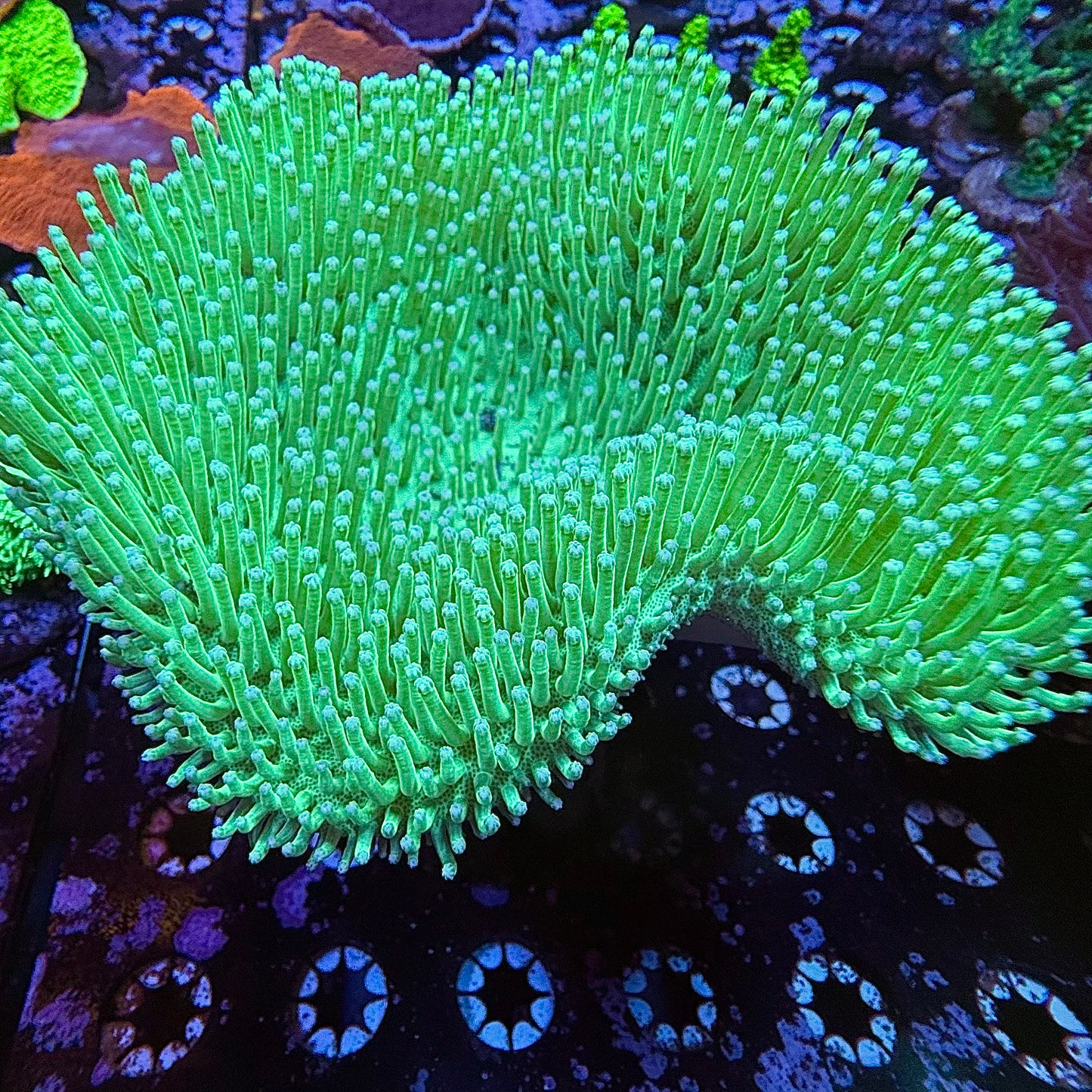 WYSIWYG Large Toadstool Leather