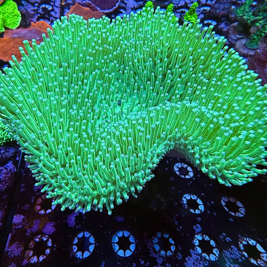WYSIWYG Large Toadstool Leather
