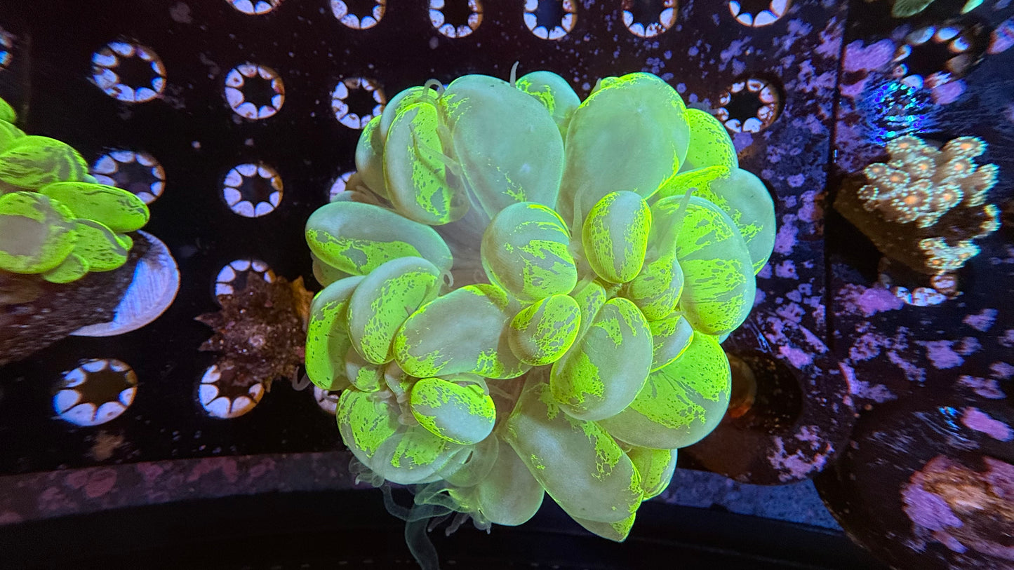 WYSIWYG Toxic Green Splatter Bubble Coral #1034