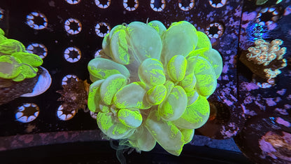 WYSIWYG Toxic Green Splatter Bubble Coral #1034
