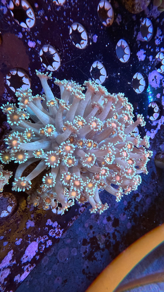 WYSIWYG Ultra Pink Center Goniopora Colony