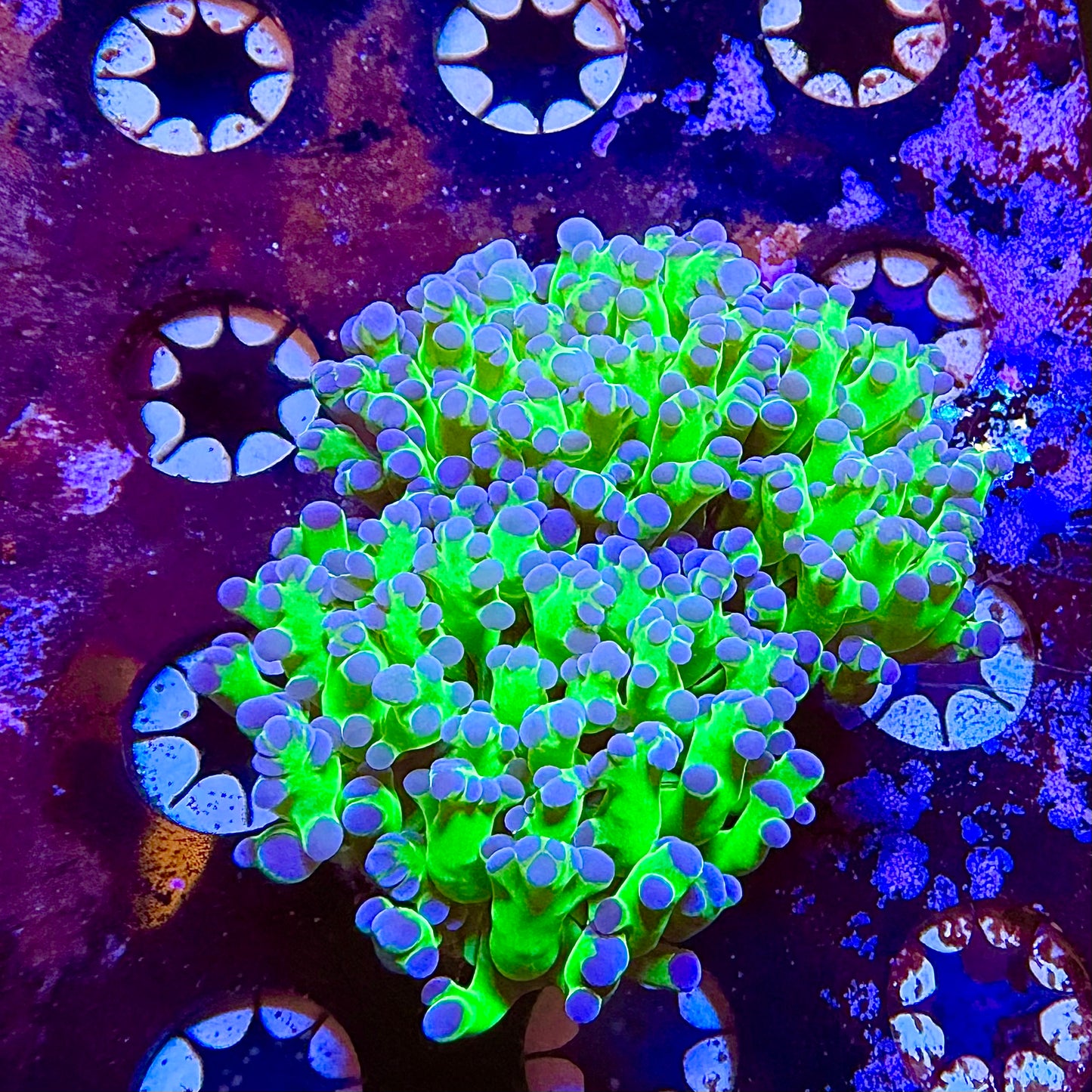 Almost WYSIWYG Purple Tip Frogspawn *price per head* #1028