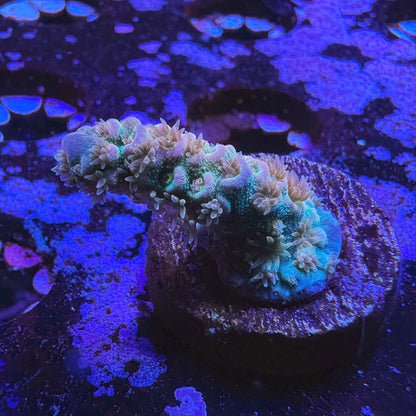 Walt Disney Acropora