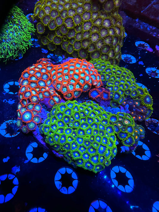 WYSIWYG Zoa Garden #1103