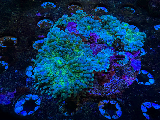 Green Pimple Mushroom Frag to Order