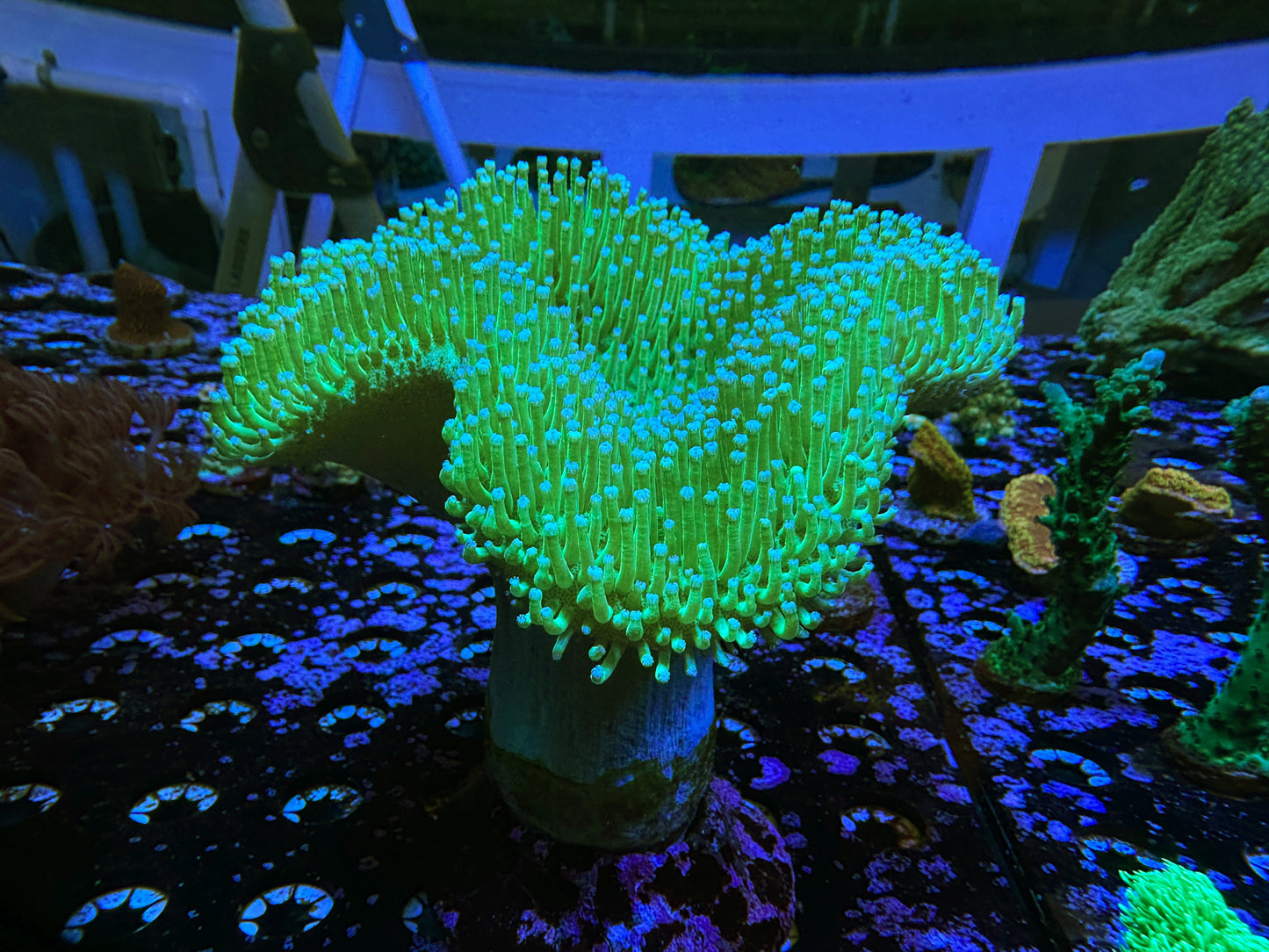 WYSIWYG Large Toadstool Leather