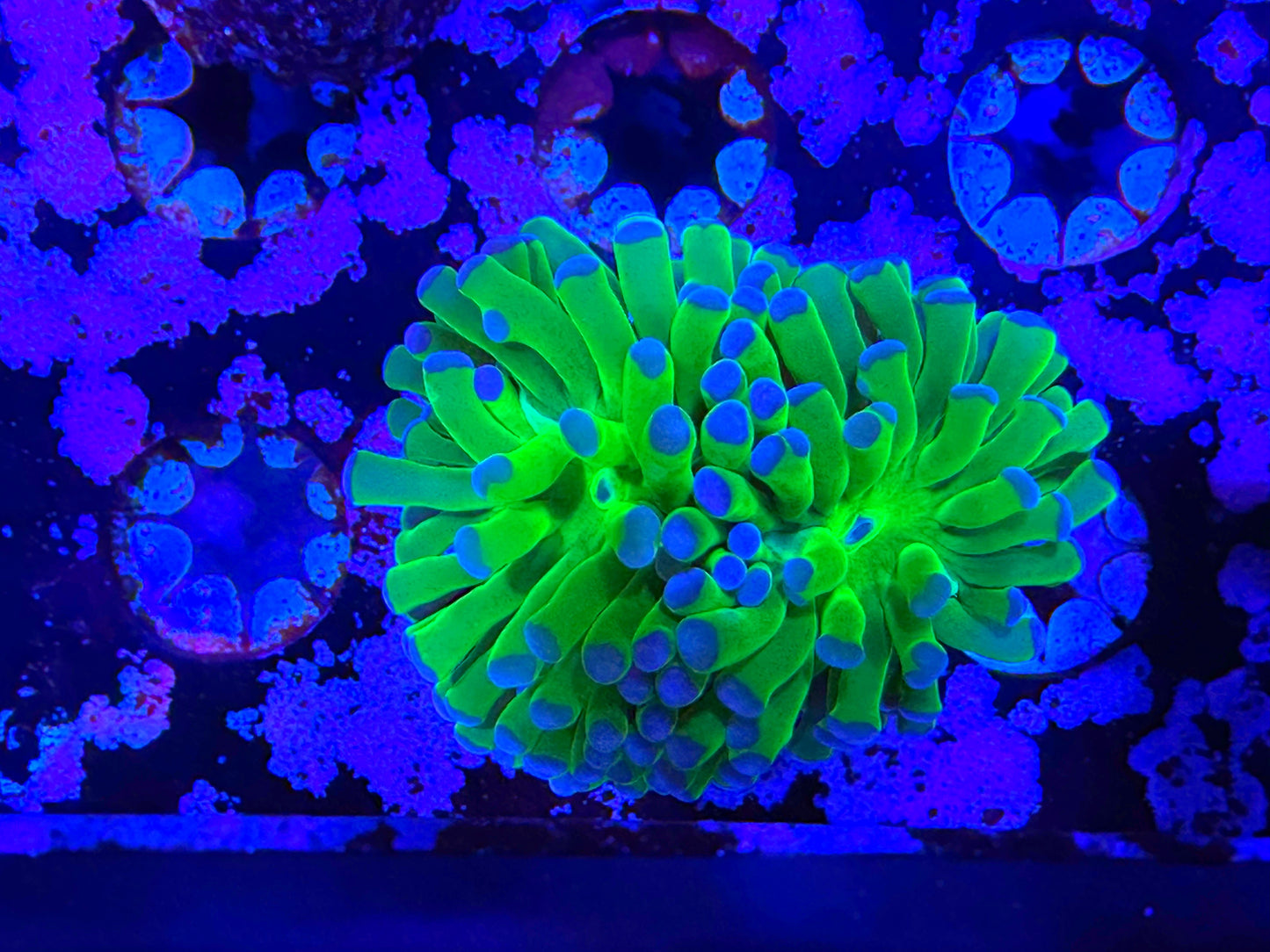 WYSIWYG Green and Purple Hammer Double Headed #9665