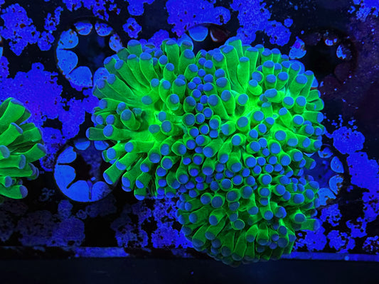 WYSIWYG Green and Purple Hammer Triple Headed #1029