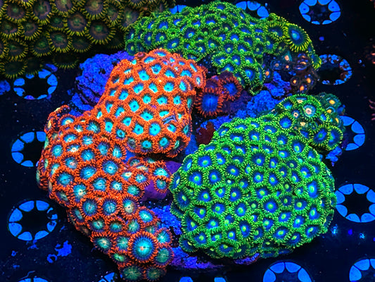 WYSIWYG Zoa Garden #1103