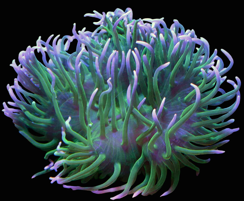 Long Tentacle Anemone