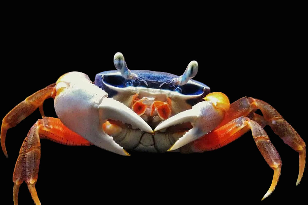 Patriot Rainbow Crab