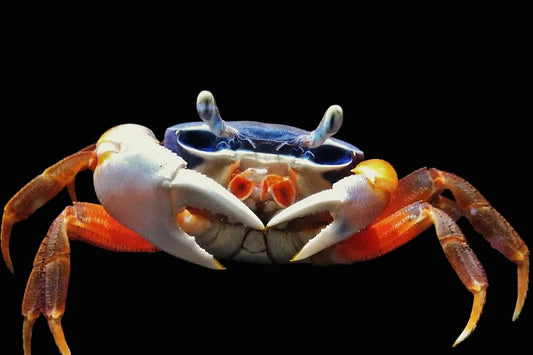 Patriot Rainbow Crab