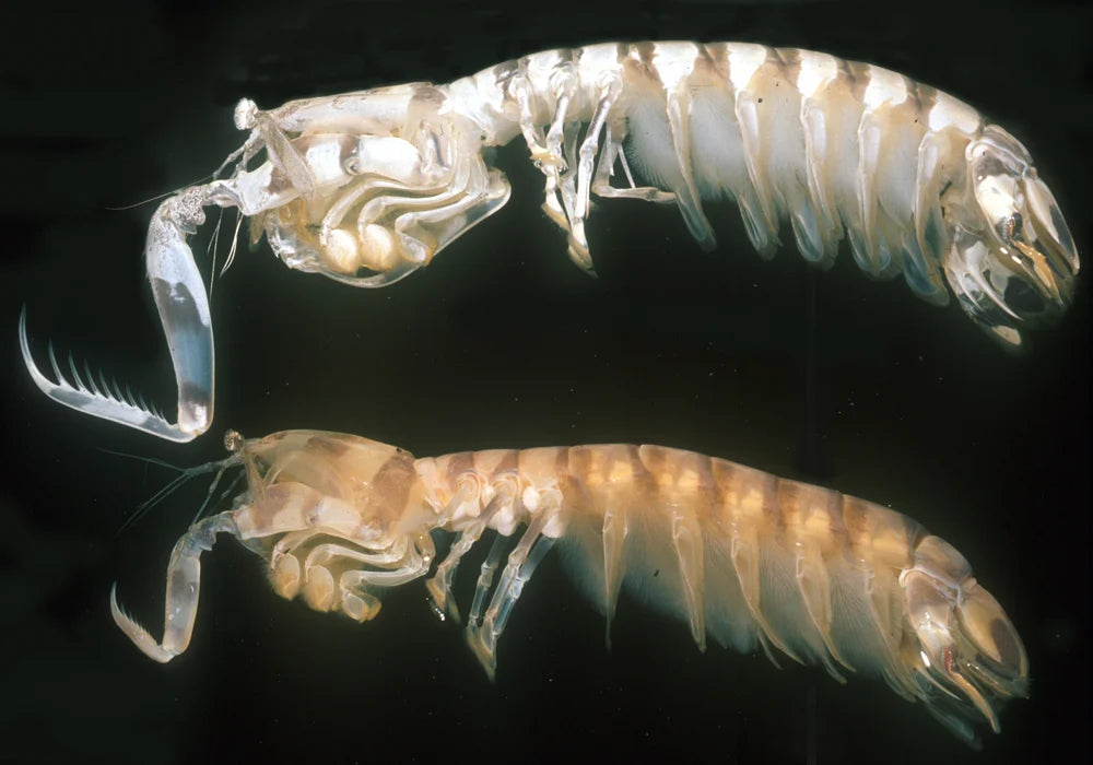 Mantis Shrimp