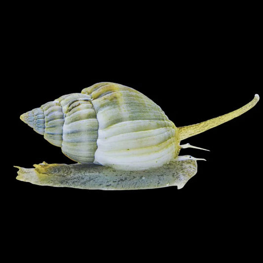 Snail Nassarius