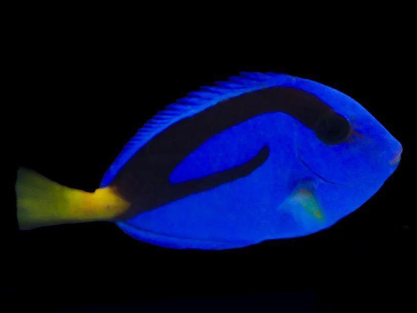 Tank Breed Blue Tang