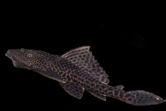 Trinidad Pleco