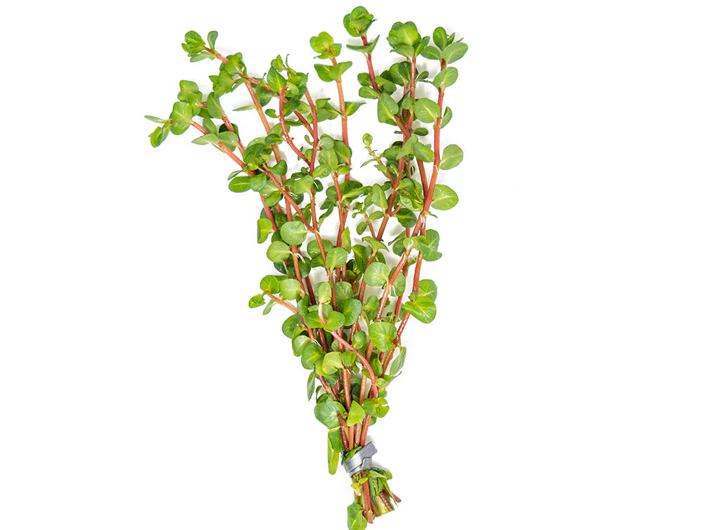 Rotala Macranda - Rose Red Rotala