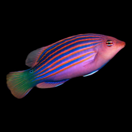 Wrasse Six Line
