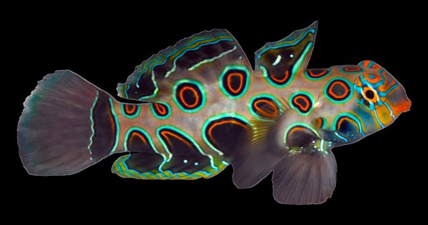Green Spotted Mandarin Goby